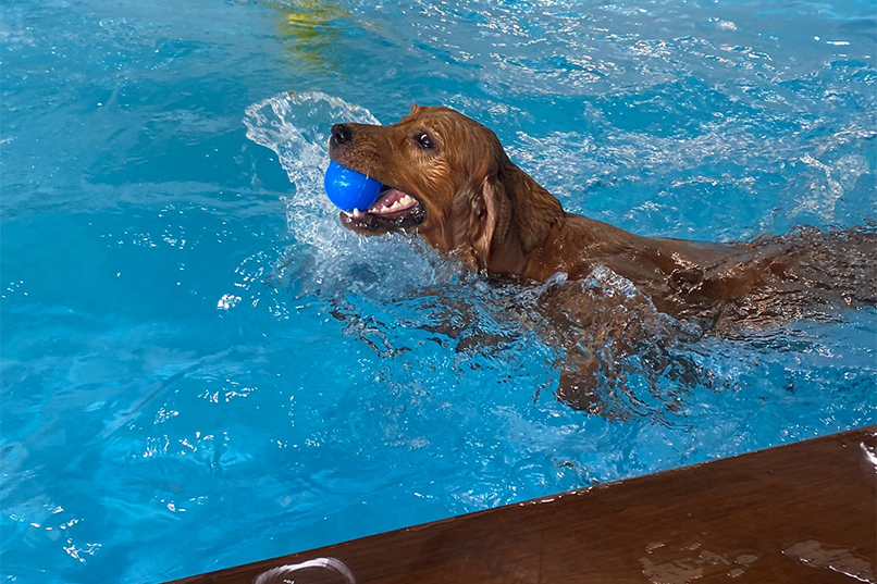 happy dog at paws 4 splash